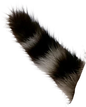 Cat tail