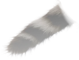 Cat tail reflection